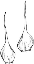Fifea aciphylla. Branch leaves. Drawn from A.J. Fife 9168, CHR 476986.
 Image: R.C. Wagstaff © New Zealand Institute for Bioeconomy Science Limited 2026 CC-BY 3.0 NZ